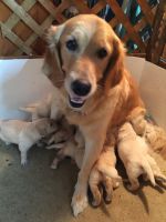 Golden Retriever Puppies for sale in Richmond, TX, USA. price: NA