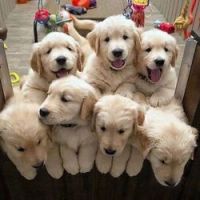Golden Retriever Puppies for sale in San Jose, CA 95118, USA. price: NA