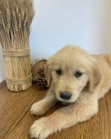 Golden Retriever Puppies for sale in 130 Old Franklin School Rd, Pittstown, NJ 08867, USA. price: NA