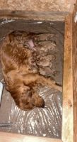 Golden Retriever Puppies for sale in Spanaway, WA, USA. price: NA