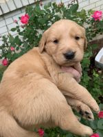 Golden Retriever Puppies for sale in Lafayette, TN 37083, USA. price: NA