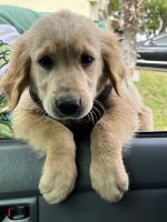 Golden Retriever Puppies for sale in Long Beach, CA, USA. price: NA