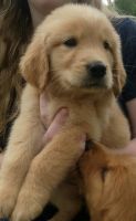 Golden Retriever Puppies for sale in Edmonton, KY 42129, USA. price: NA