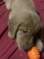 Golden Retriever Puppies for sale in Lake Charles, LA, USA. price: NA