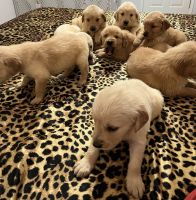 Golden Retriever Puppies for sale in Albertville, AL 35950, USA. price: NA