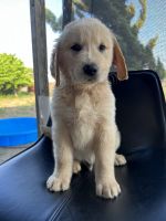 Golden Retriever Puppies for sale in Bladenboro, NC 28320, USA. price: NA