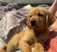Golden Retriever Puppies for sale in Long Beach, CA, USA. price: NA