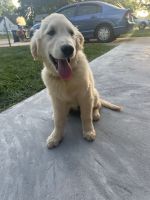 Golden Retriever Puppies for sale in District Heights, MD 20747, USA. price: NA