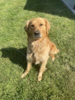 Golden Retriever Puppies for sale in Ashland, OH 44805, USA. price: NA
