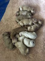 Golden Retriever Puppies for sale in Indianapolis, IN, USA. price: NA