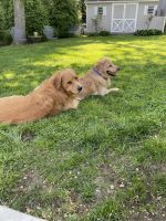 Golden Retriever Puppies for sale in Eatontown, NJ, USA. price: NA