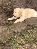Golden Retriever Puppies for sale in Ocala, FL, USA. price: NA