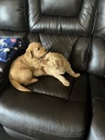 Golden Retriever Puppies for sale in Fairfield, CA, USA. price: NA