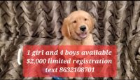Golden Retriever Puppies for sale in Riverview, FL 33578, USA. price: NA