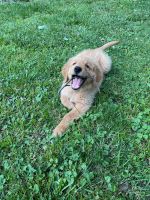 Golden Retriever Puppies for sale in 5007 S 4th St, Louisville, KY 40214, USA. price: NA