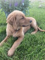 Golden Retriever Puppies for sale in 130 Old Franklin School Rd, Pittstown, NJ 08867, USA. price: NA