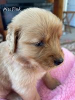 Golden Retriever Puppies for sale in Martinsville, VA 24112, USA. price: NA