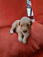 Golden Retriever Puppies for sale in Dawsonville, GA 30534, USA. price: NA