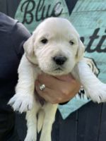 Golden Retriever Puppies for sale in Silver Spring, PA 17050, USA. price: NA