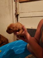 Golden Retriever Puppies for sale in Julesburg, CO 80737, USA. price: NA