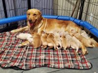 Golden Retriever Puppies for sale in Woodward, OK 73801, USA. price: NA