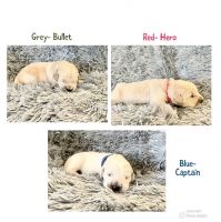 Golden Retriever Puppies for sale in Pfafftown, NC, USA. price: NA