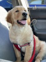 Golden Retriever Puppies for sale in MT MADONNA, CA 95076, USA. price: NA