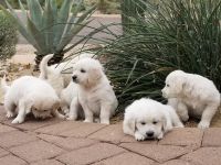 Golden Retriever Puppies for sale in Phoenix, AZ, USA. price: NA
