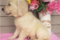 Golden Retriever Puppies for sale in Carrollton, TX, USA. price: NA