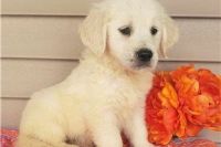 Golden Retriever Puppies for sale in Carrollton, TX, USA. price: NA