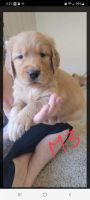 Golden Retriever Puppies for sale in Cottonwood, CA 96022, USA. price: NA