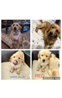 Golden Retriever Puppies for sale in Celina, TX, USA. price: NA