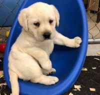 Golden Retriever Puppies for sale in Los Angeles, CA, USA. price: NA
