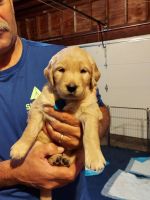 Golden Retriever Puppies for sale in Coopersville, MI 49404, USA. price: NA