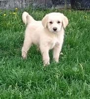 Golden Retriever Puppies for sale in Strasburg, CO 80136, USA. price: NA