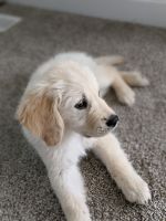 Golden Retriever Puppies for sale in Eagle Mountain, UT 84005, USA. price: NA