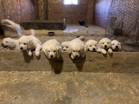 Golden Retriever Puppies for sale in Ewing, IL 62836, USA. price: NA