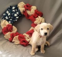 Golden Retriever Puppies for sale in Parker, CO, USA. price: NA