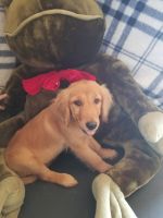 Golden Retriever Puppies for sale in Guthrie, OK, USA. price: NA