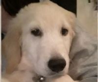 Golden Retriever Puppies for sale in Lakewood, CO, USA. price: NA