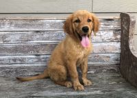 Golden Retriever Puppies for sale in Franklin, TN, USA. price: NA