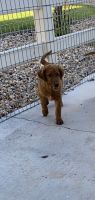 Golden Retriever Puppies for sale in Circleville, UT 84723, USA. price: NA
