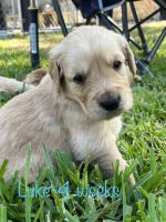 Golden Retriever Puppies for sale in Dayton, TX 77535, USA. price: NA