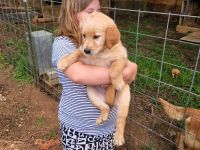 Golden Retriever Puppies for sale in Claremont, NC, USA. price: NA