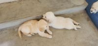Golden Retriever Puppies for sale in Thousand Oaks, CA, USA. price: NA