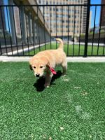 Golden Retriever Puppies for sale in Cleveland, OH, USA. price: NA