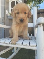 Golden Retriever Puppies for sale in Fort Lauderdale, FL 33322, USA. price: NA