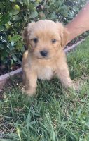 Golden Retriever Puppies for sale in Irvine, CA 92614, USA. price: NA
