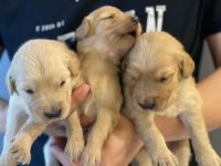 Golden Retriever Puppies for sale in 4000 Ace Ln, Lewisville, TX 75067, USA. price: NA