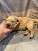 Golden Retriever Puppies for sale in Lynnwood, WA, USA. price: NA